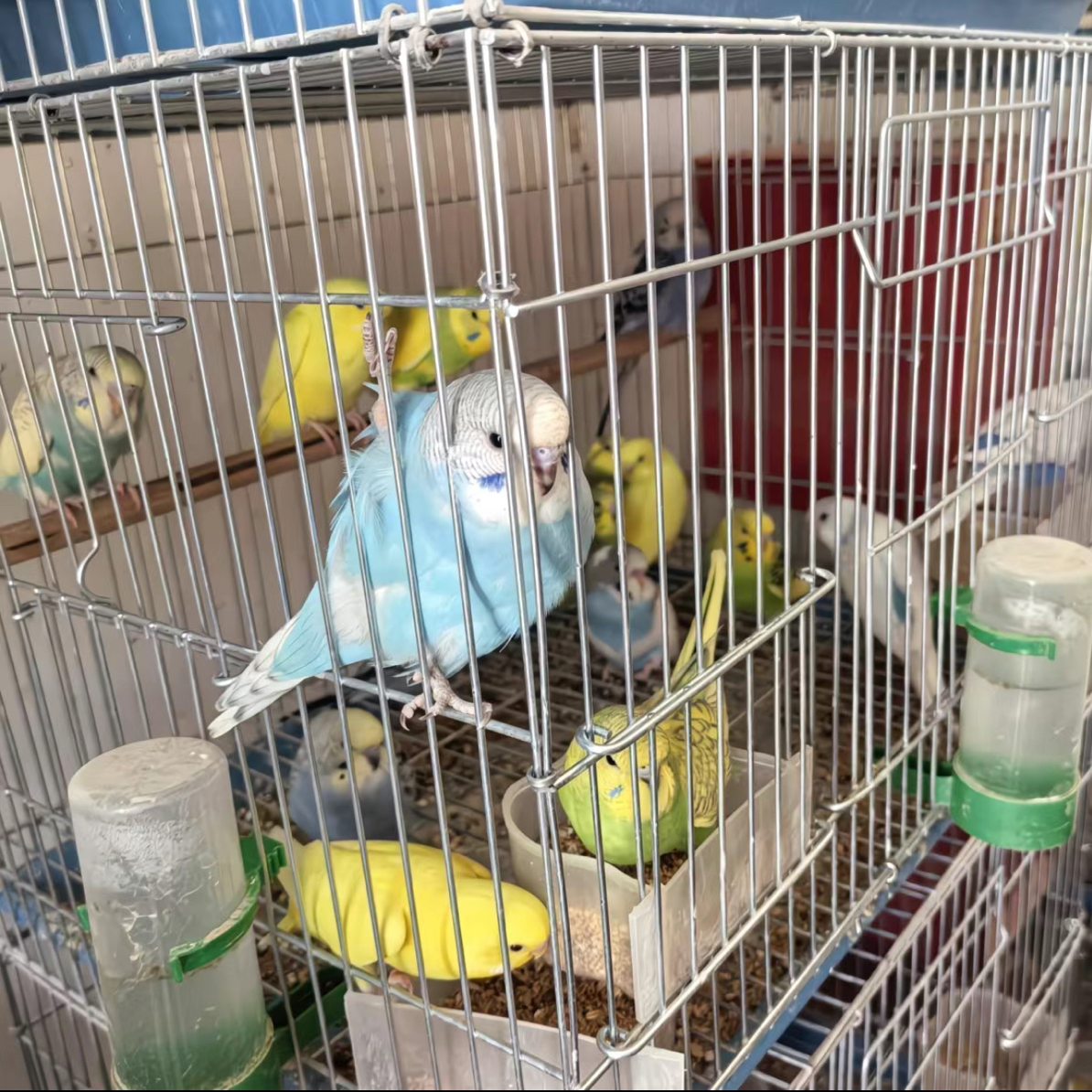 手养大头虎皮鹦鹉幼鸟可作为家养