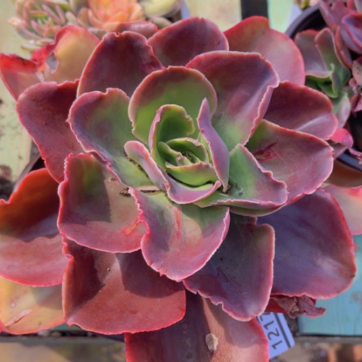 【闪购商品】红酒杯12179