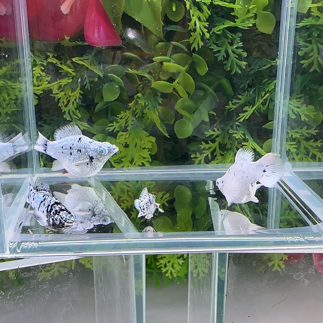 孔雀鱼钻石玛丽奶牛两对