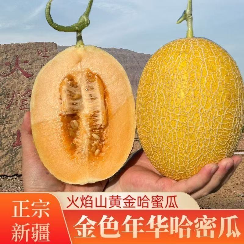 M【顺丰次日达】正宗新疆金色年华至爱黄金哈密瓜当季头茬哈密脆甜新疆维吾尔自治区
