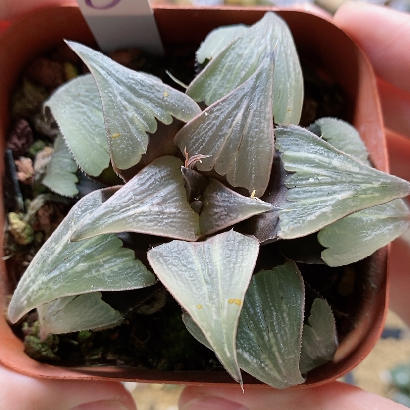 【闪购商品】5芭提雅泉水