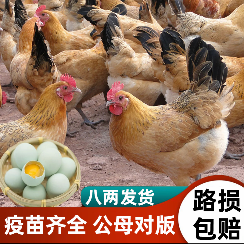 8只八两重麻羽绿壳蛋鸡包邮到家低温培育宠物观赏鸡