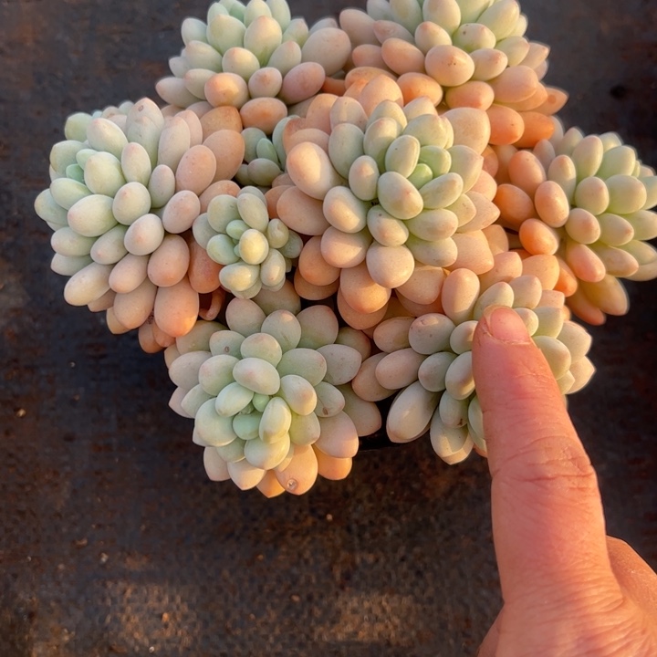 蔷薇的多肉植物11厘米