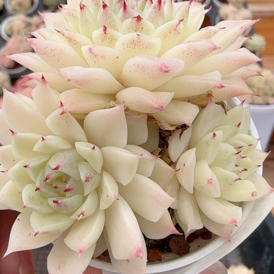 花语多肉1223-228女王散