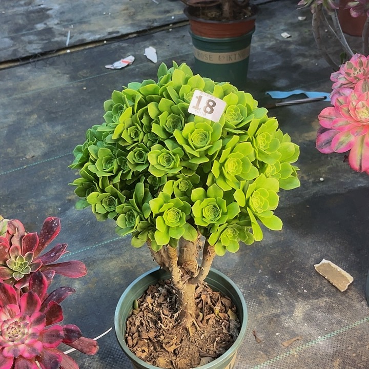 绿杨蓉法师188888