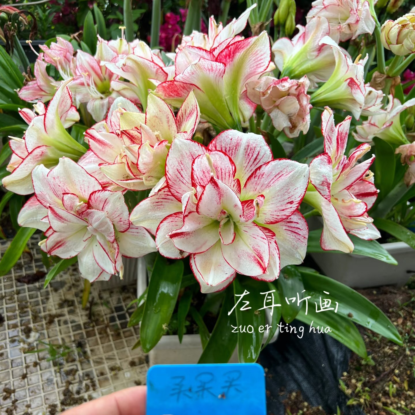 澳洲朱顶红买买买  6+带侧芽发货