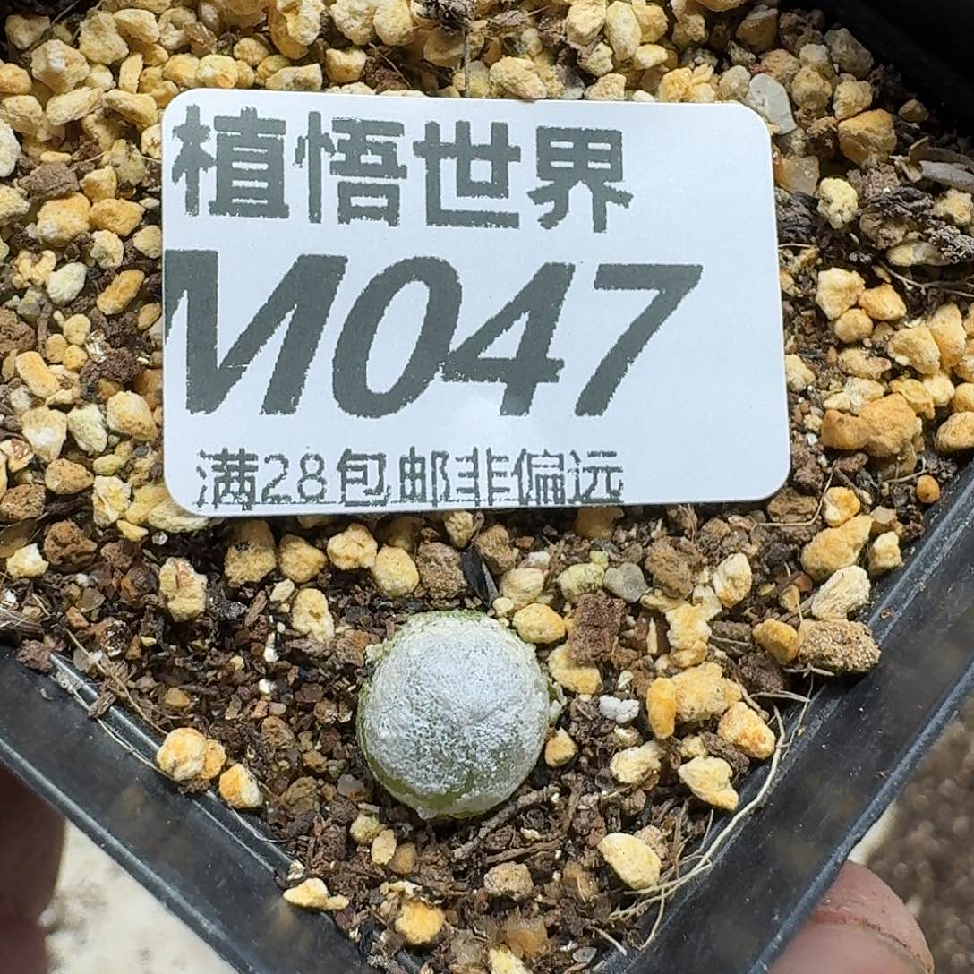 多肉植物的润泽wgb