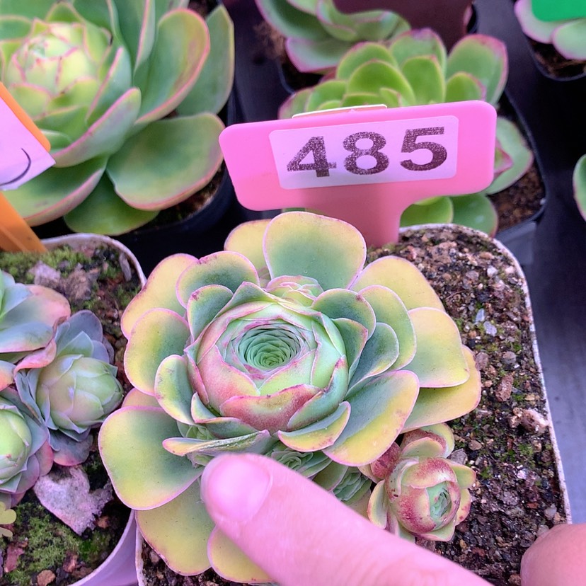 【闪购商品】yjj485