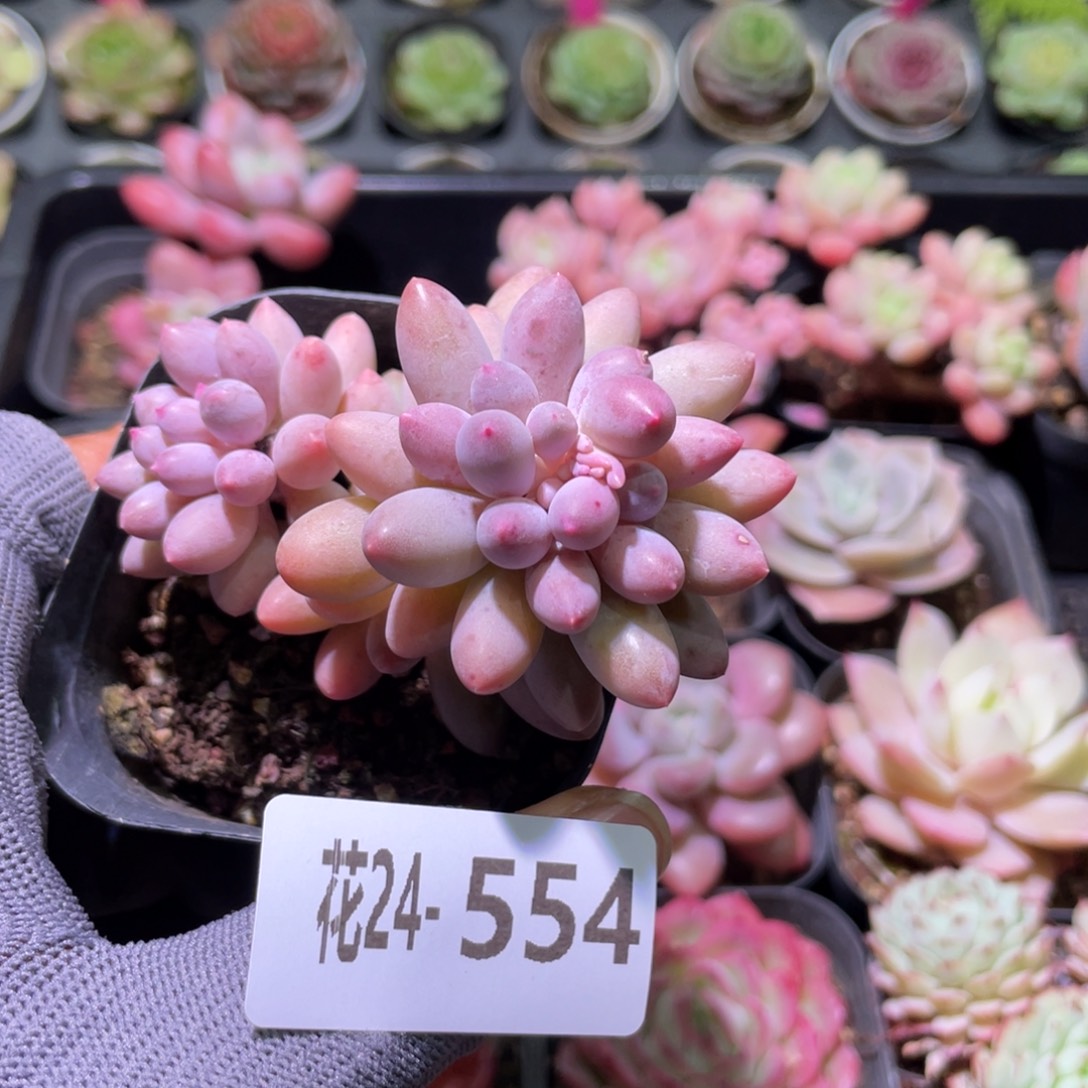 花利美24-554婴儿手指