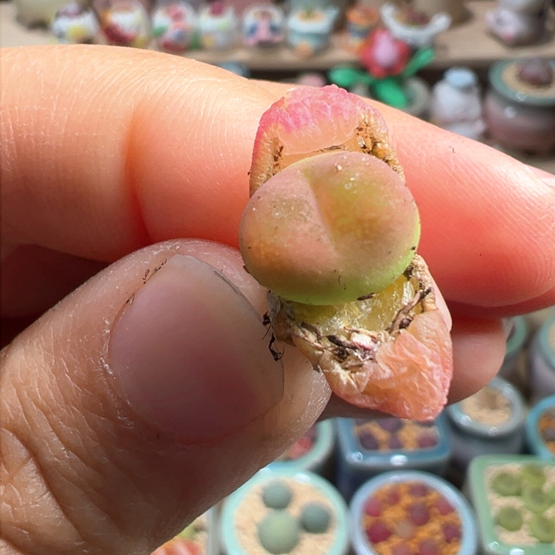 多肉植物139号吕氏