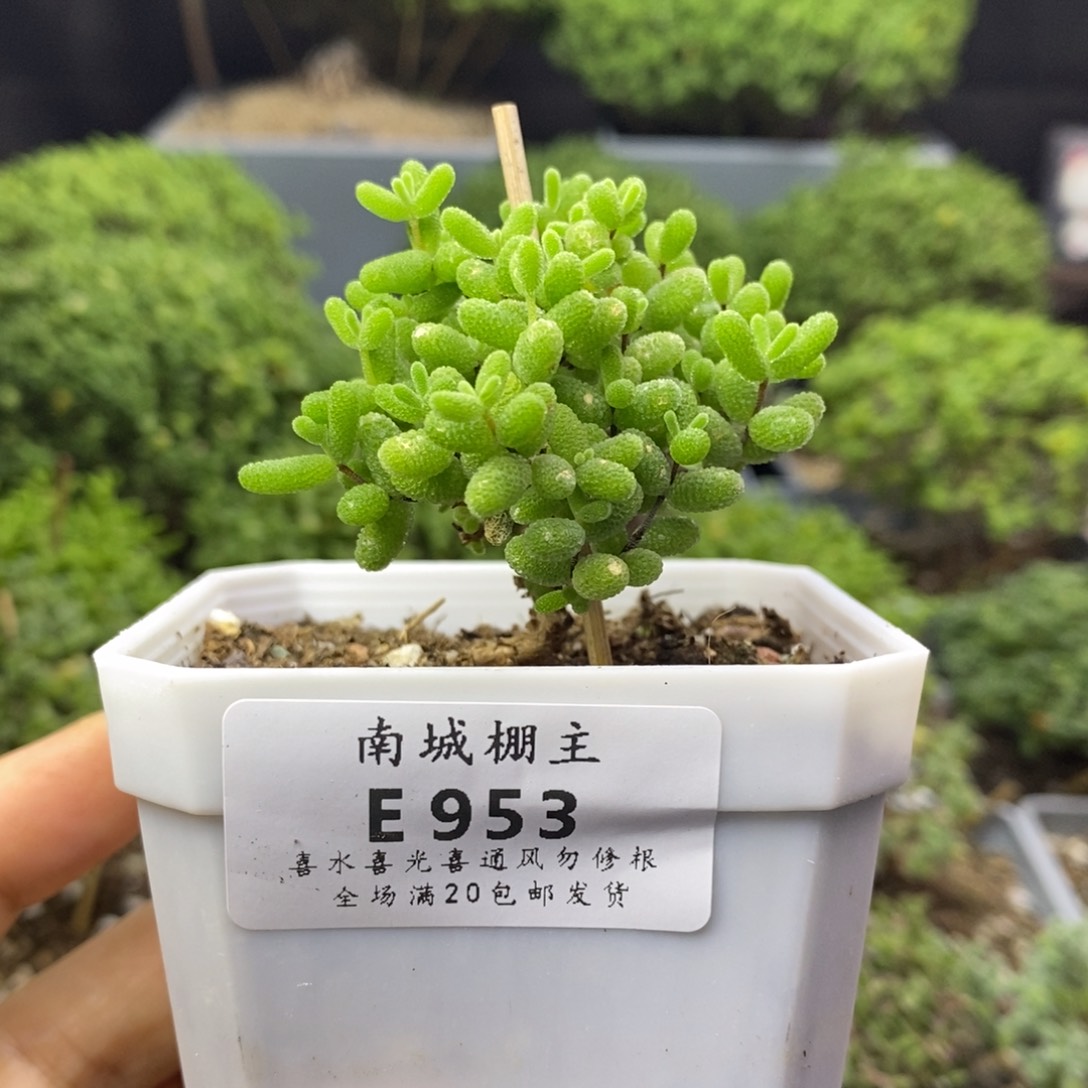953蜜橘糖球枝干