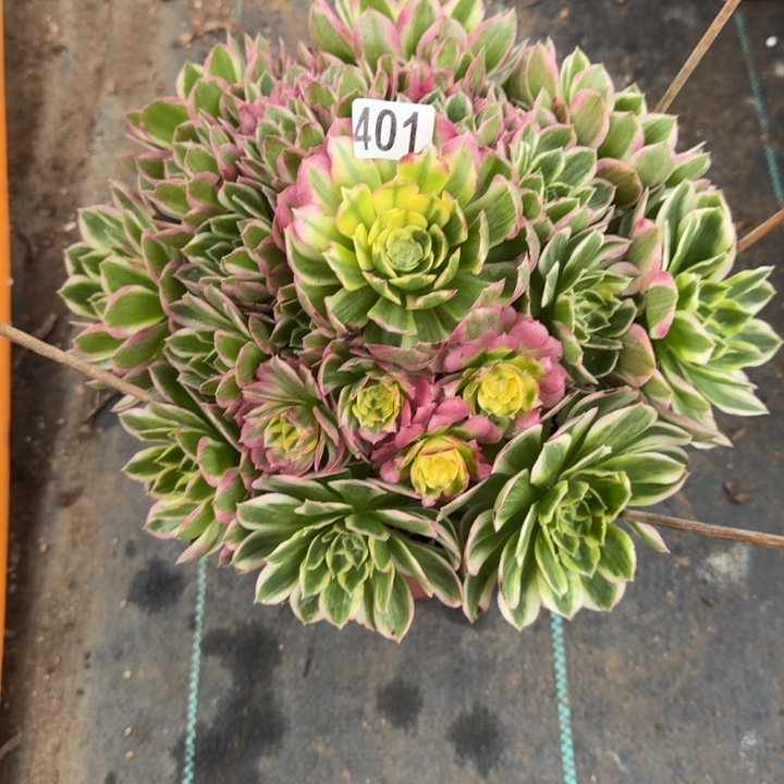 嗯***～401号海鲜法师植物