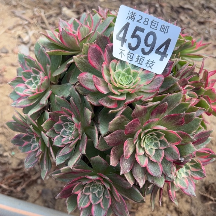 4594万话筒多肉植物4594