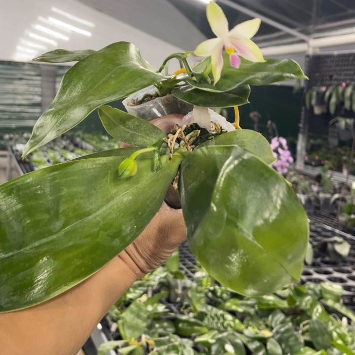 当前无花栽培后可以开花2.5沙美娜2棵发顺丰快递