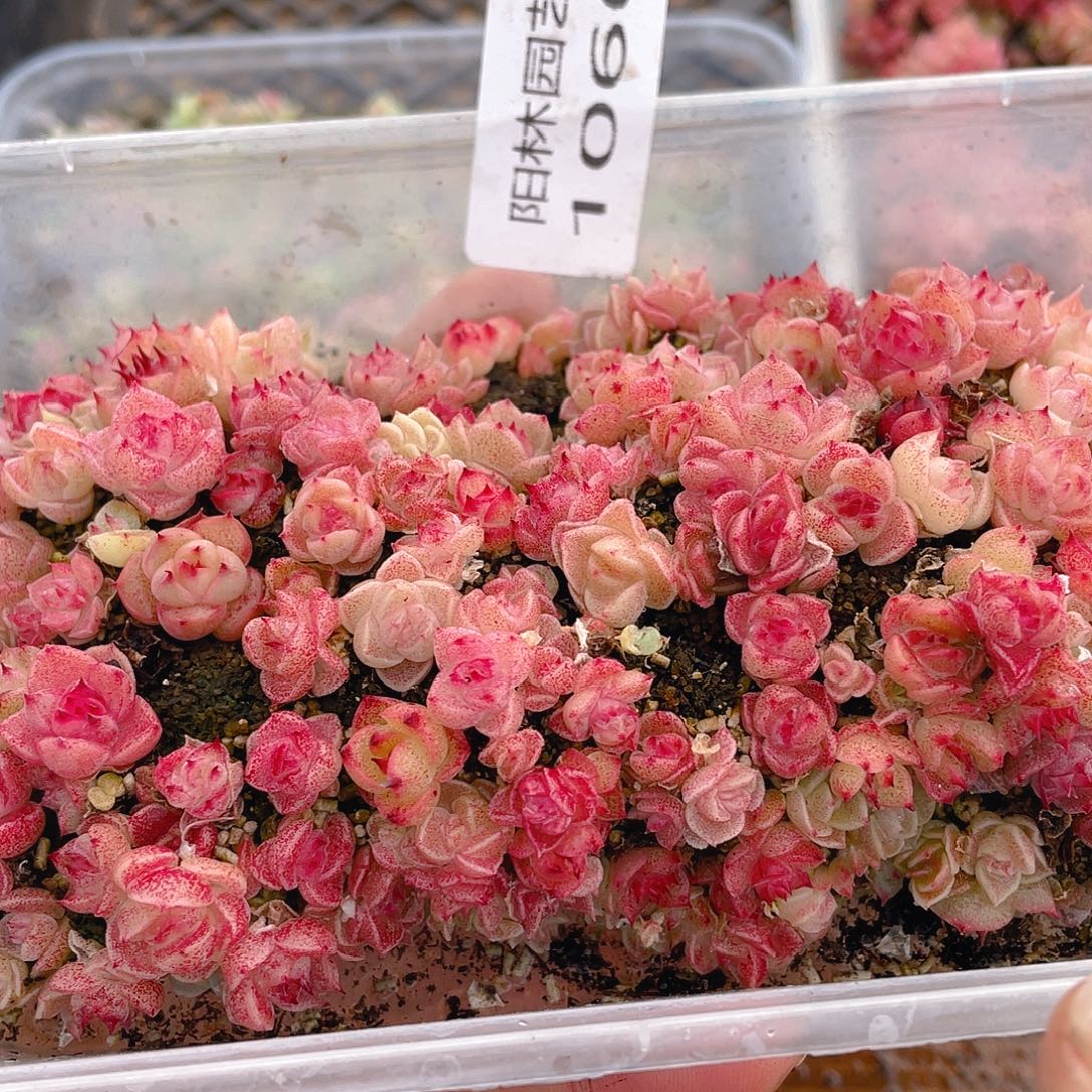 多肉植物多肉植物1066