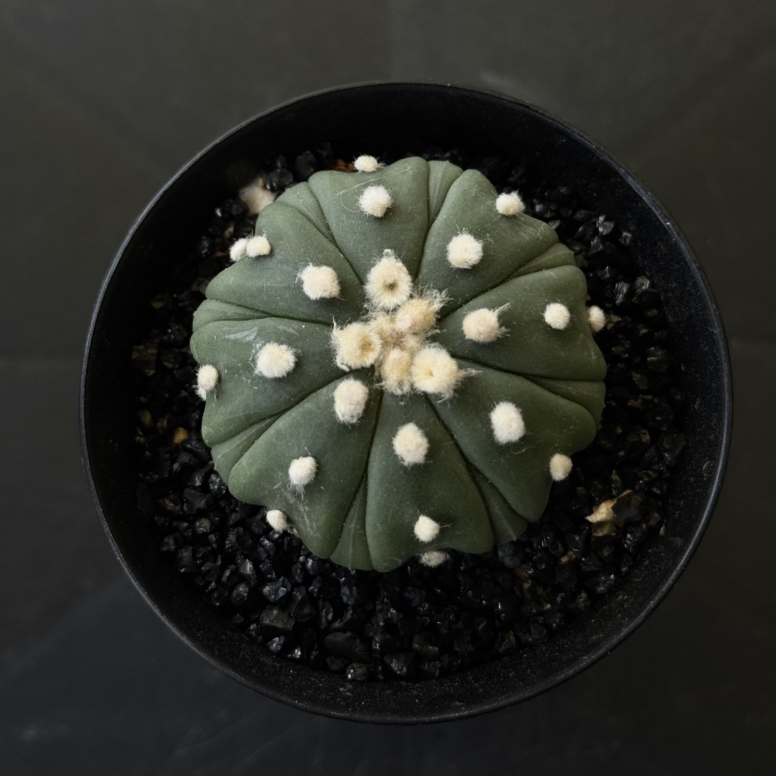 星兜懒人植物腹棱低趴琉璃海星