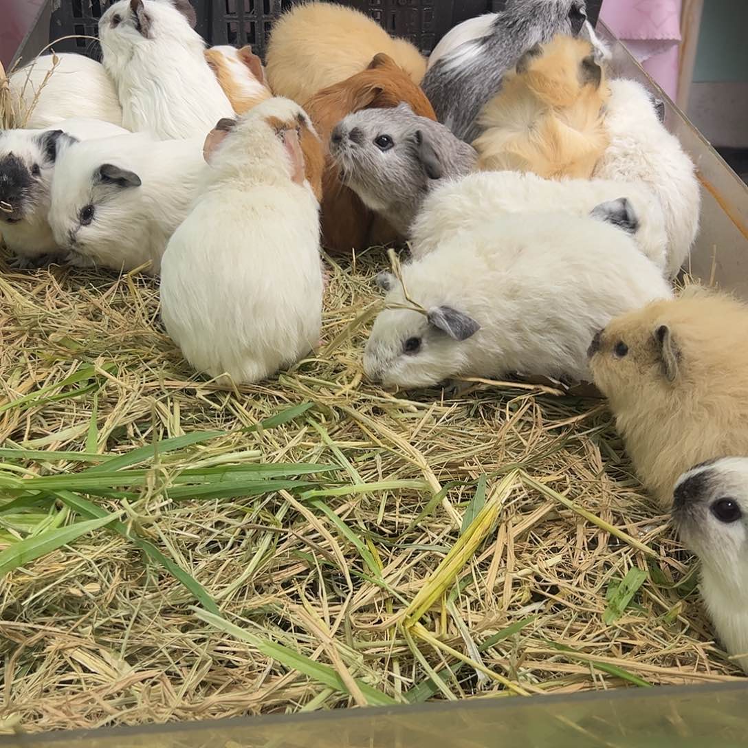 奶黄泰迪加州弟弟298