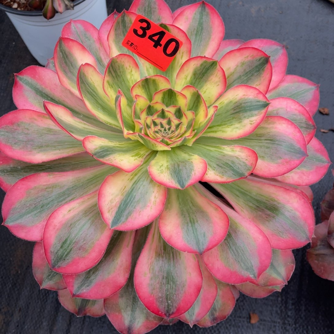 340多肉爱丽丝锦