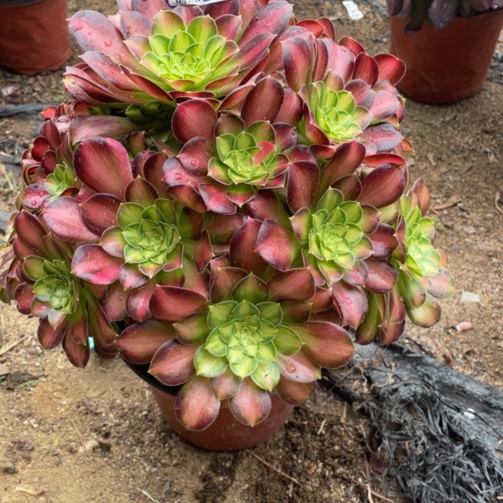 986号韶华多肉植物