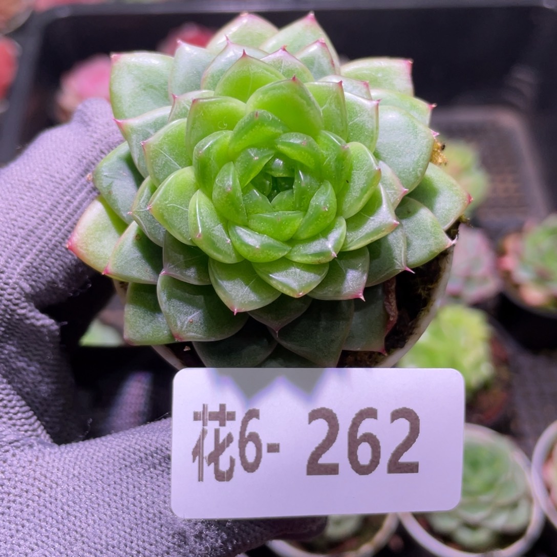 花利美6-262碧玺莲心