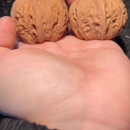 W***F核桃手串/手链41 元宝