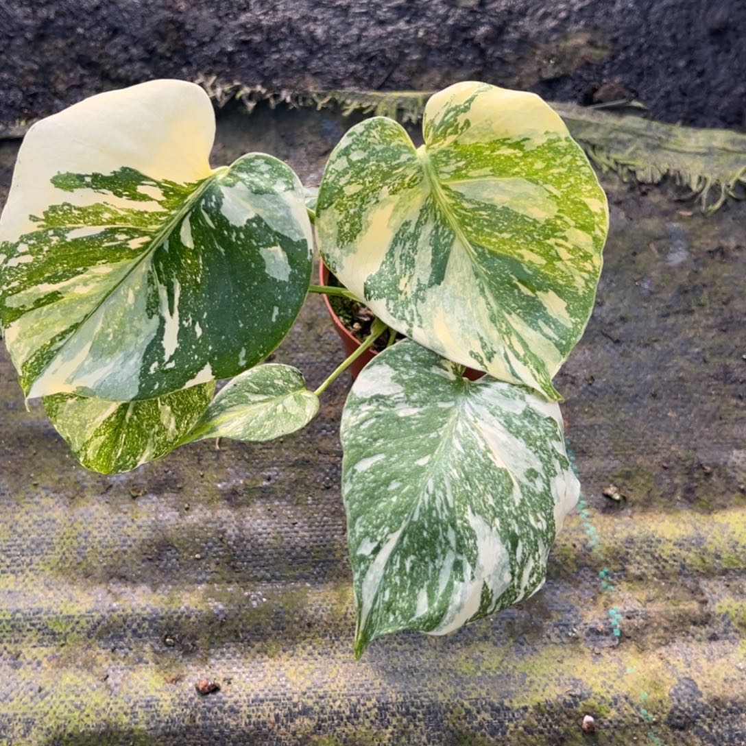 王***生完全开放9501洒金龟背竹