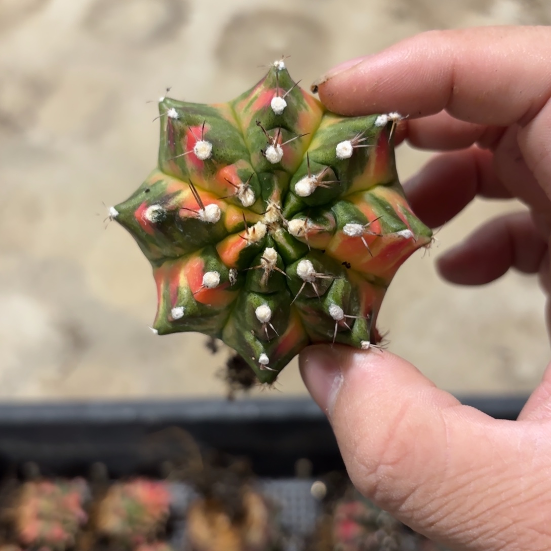 泰国米哈新品722-1129