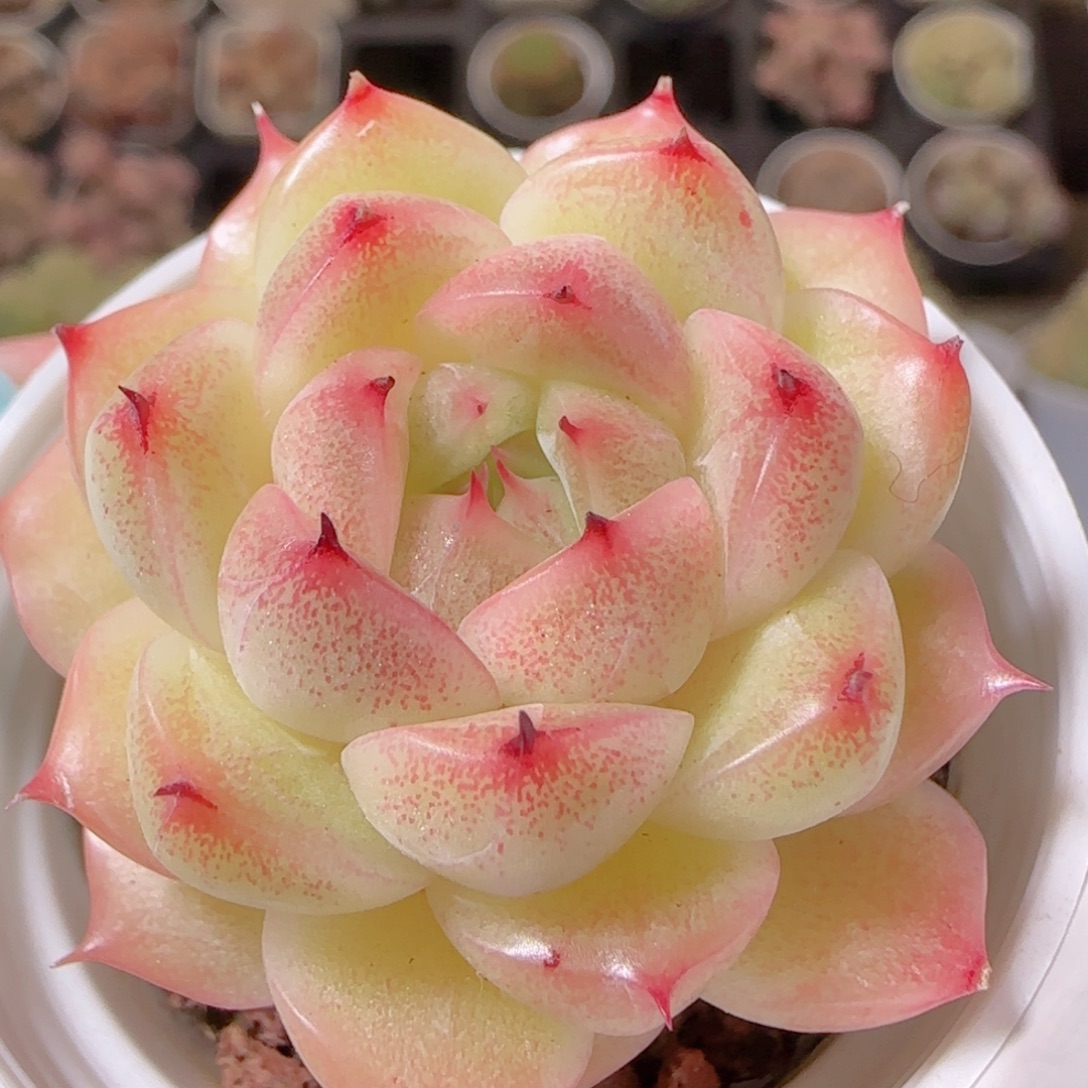 花语多肉1209-198