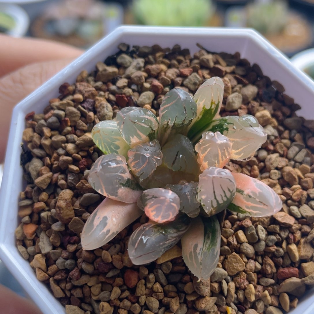 非组红太阳玉露锦。