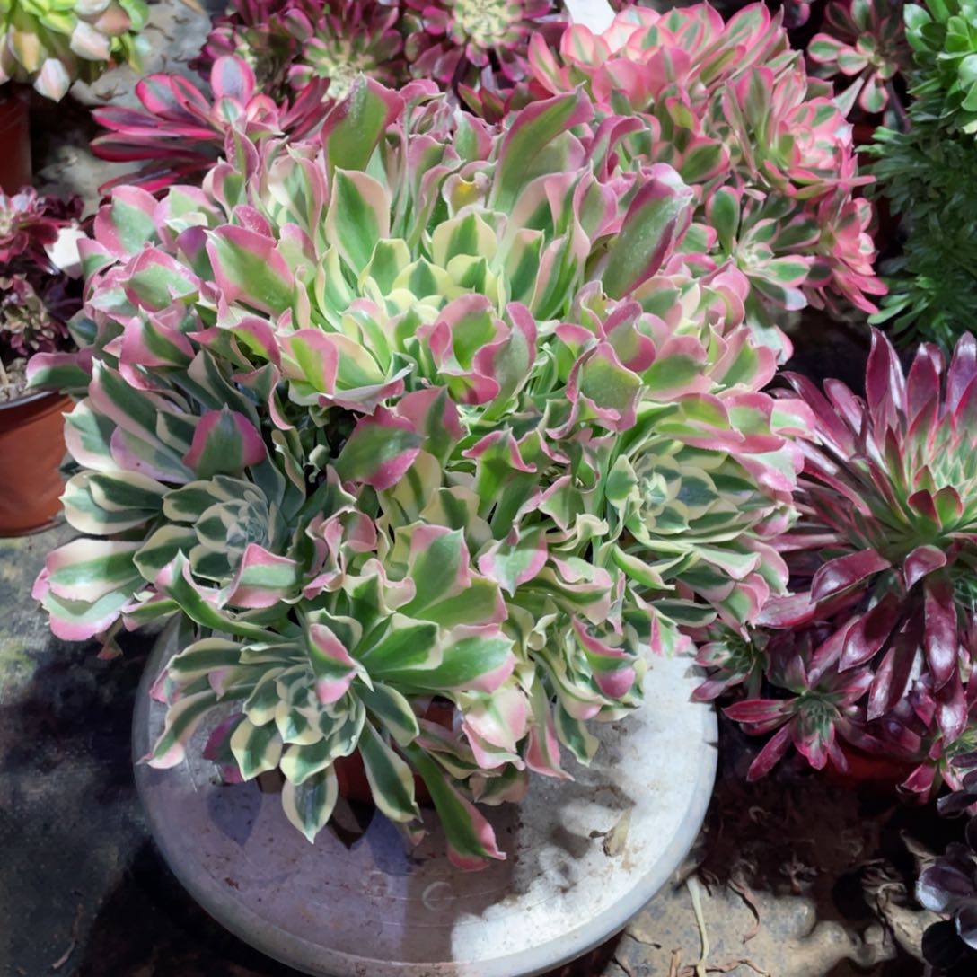 多肉植物白凤417