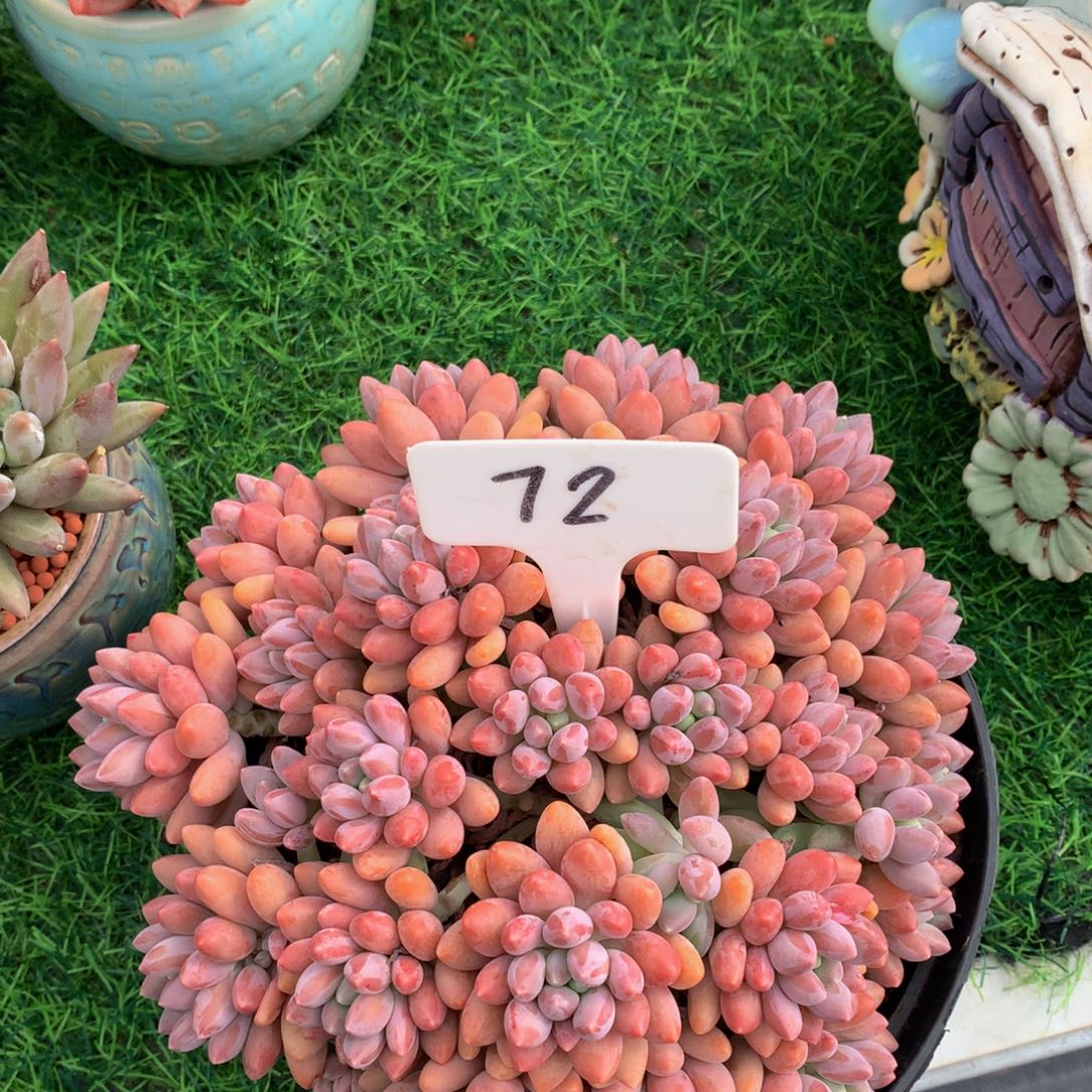 飞***星黛露多肉植物73737373