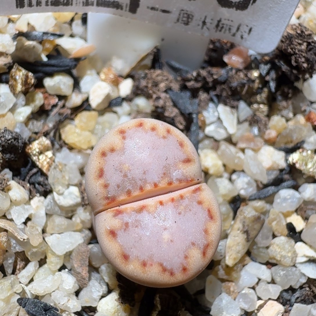 Zzz生石花肉锥1145