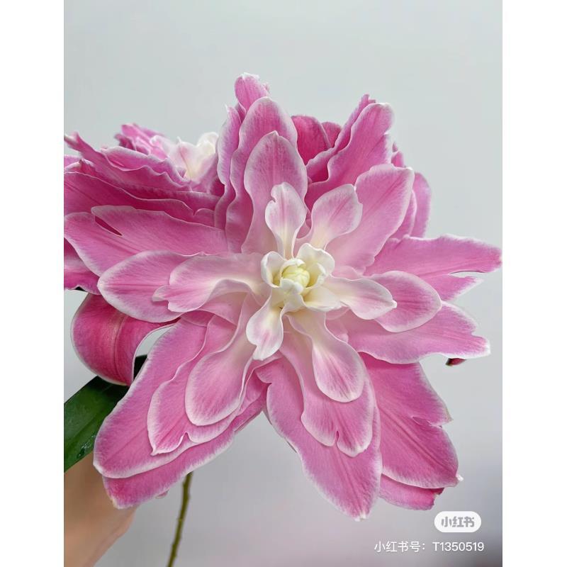 新品【莲花仙子】22/24球1棵稀少品粉色系重瓣香水百合阳台庭院种植