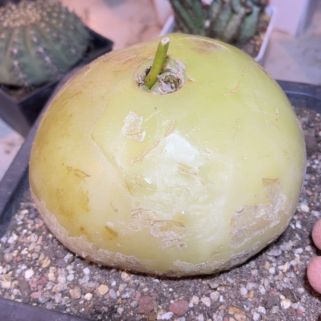 实生大苍角殿一物一拍