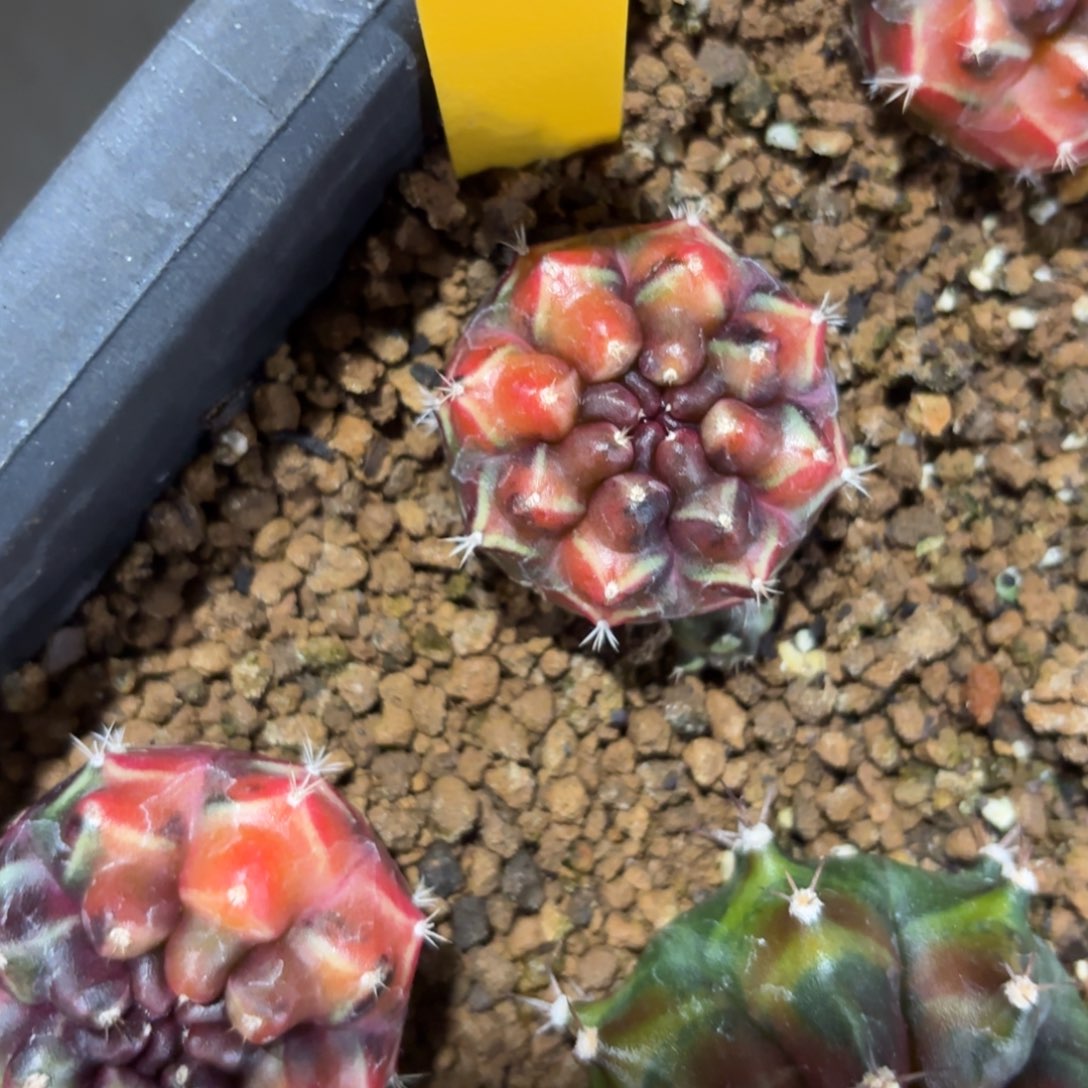 L806-1211泰国发货 梦想锦