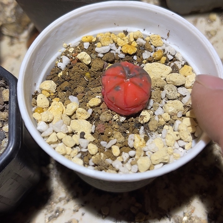 满38包邮2天凑单，脱土晾根发货多肉植物实生的兜锦