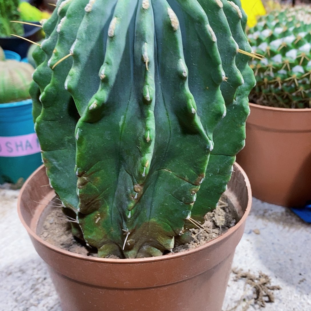 无花朵王冠龙11111111111111个