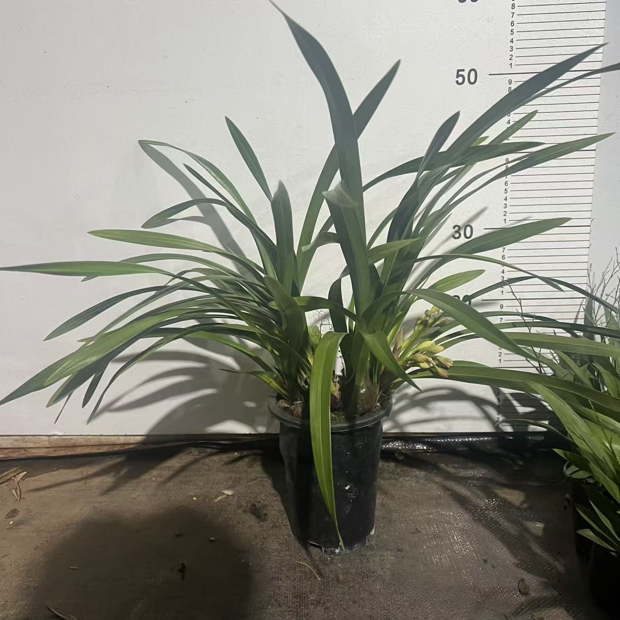 【云】1290室内盆栽开花久易养绿植花卉