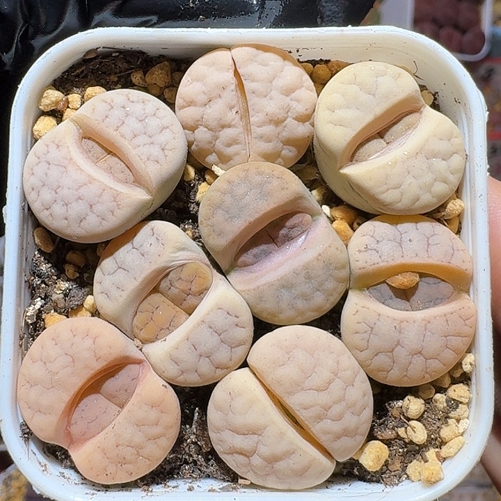 生石花111112。   120