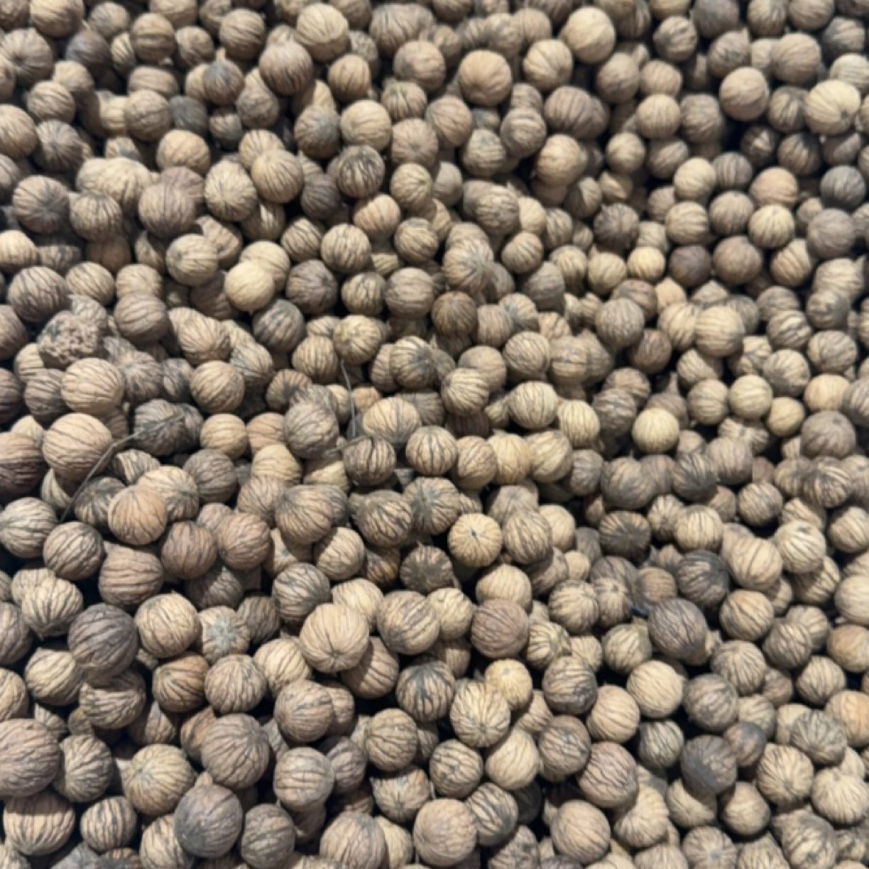 (微瑕)农户自产猴头聚宝盆散子(100颗)通货不分尺寸 新手勿拍