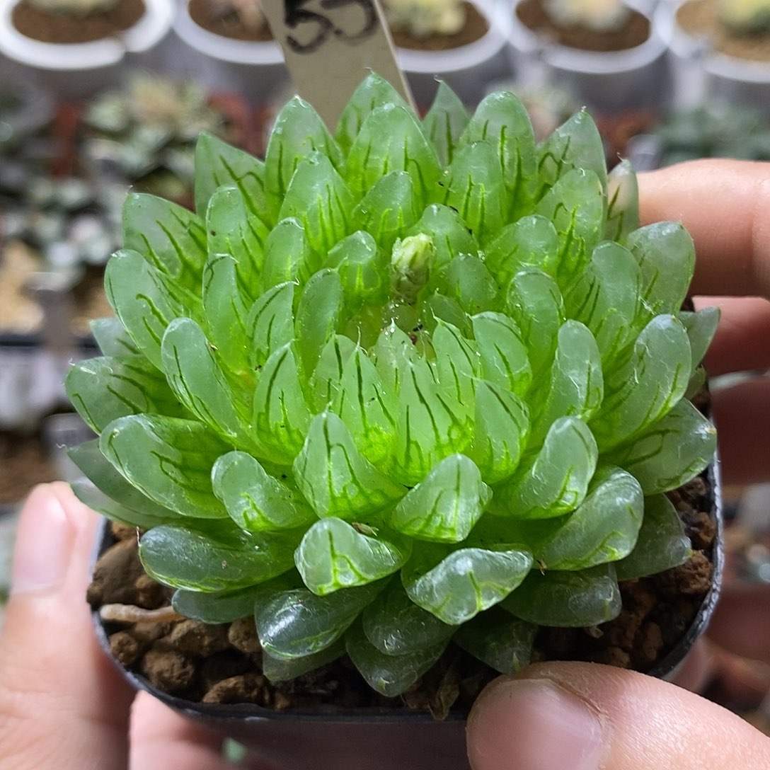 53女神哈哈哈哈哈哈哈