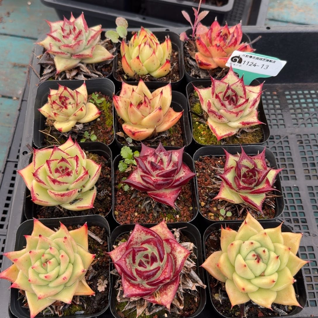 从前慢多肉精选编号1124.13