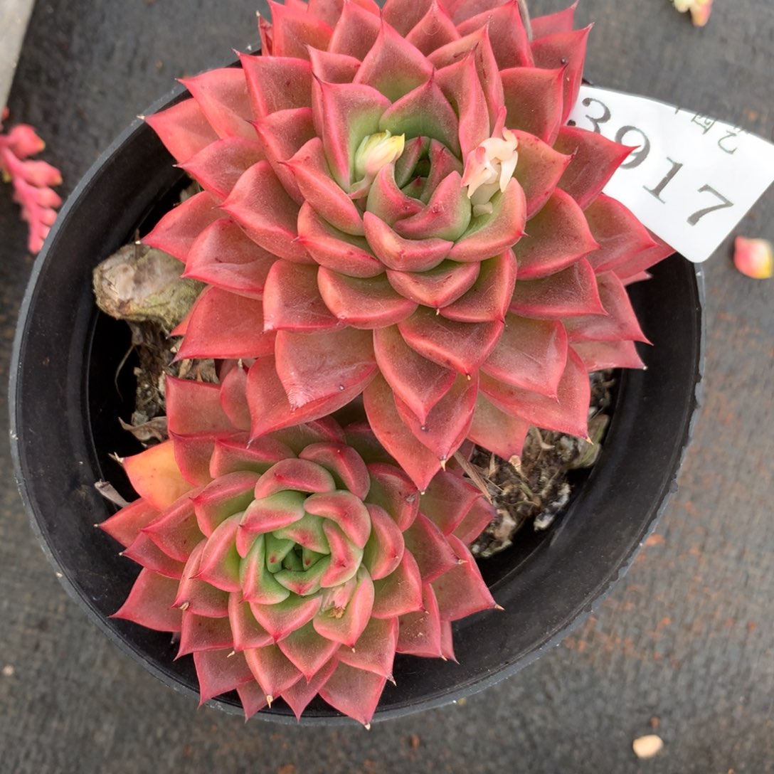 3917杂交精品基地11厘米