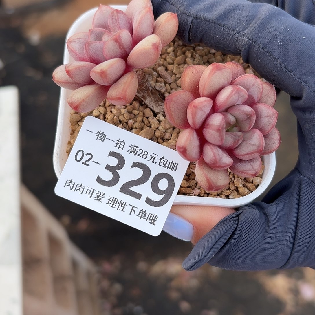 葡萄无盆无无盆土发货无