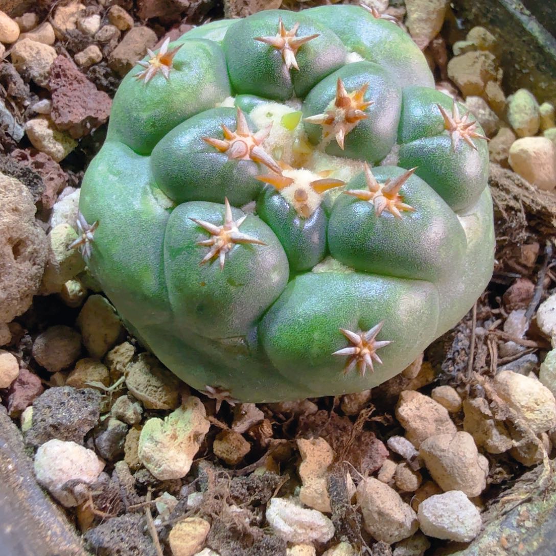 实生短豪刺斯坦象牙多肉植物