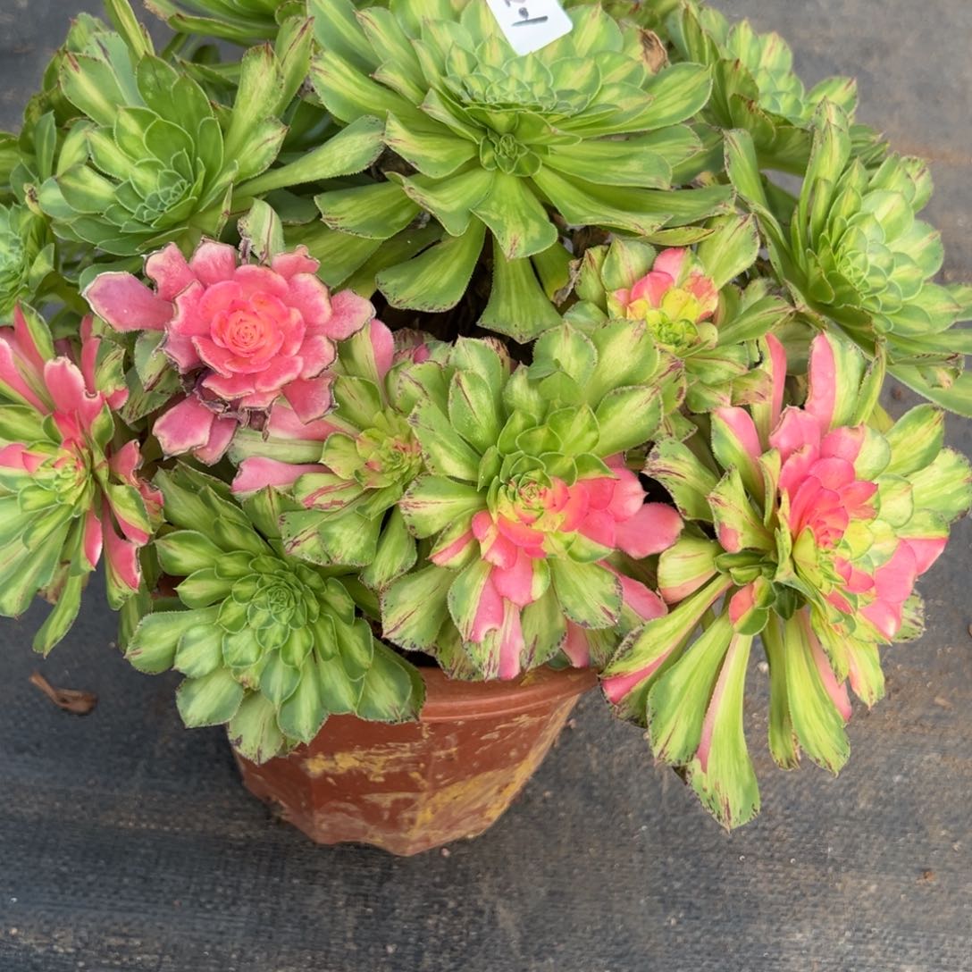 风****201知否多肉多头多肉多肉