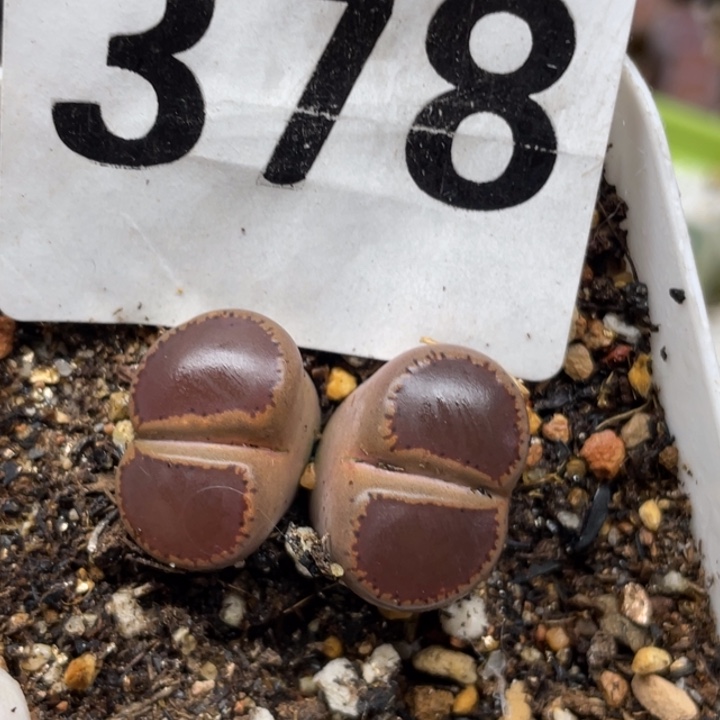 378ko比利时双头带盆母本