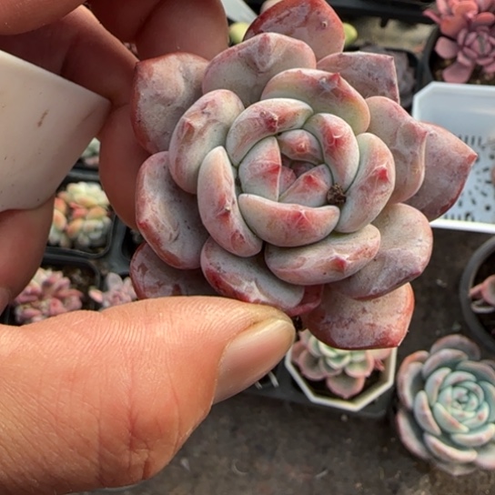 79橙梦露多肉植物多