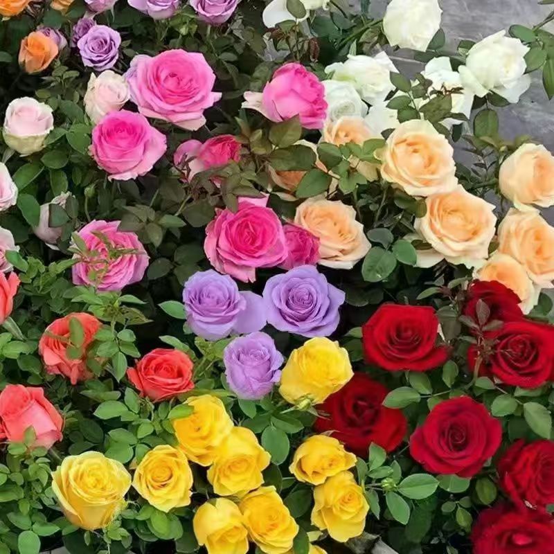 G【混色】月季 阳台庭院盆栽花卉多季节重复开花好养