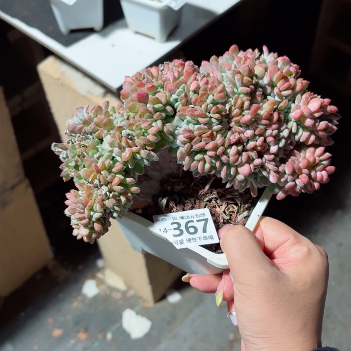 玛瑙缀化多多肉多肉多肉多肉